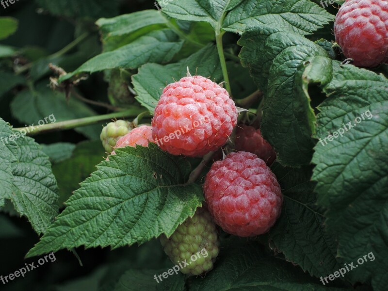 Berry Raspberry Nutrition Sweet Vitamins