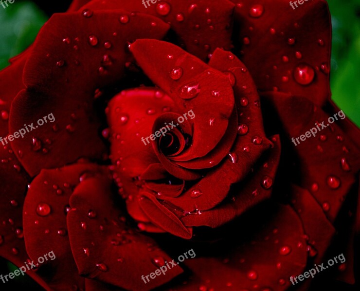 Rose Red Rose Red Flower Love