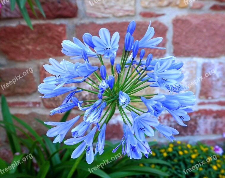 Agapanthus Blue Blossom Bloom Flora