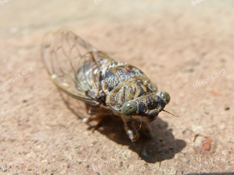 Cicada I Cicádido Crayfish Summer Cri-cri Insect