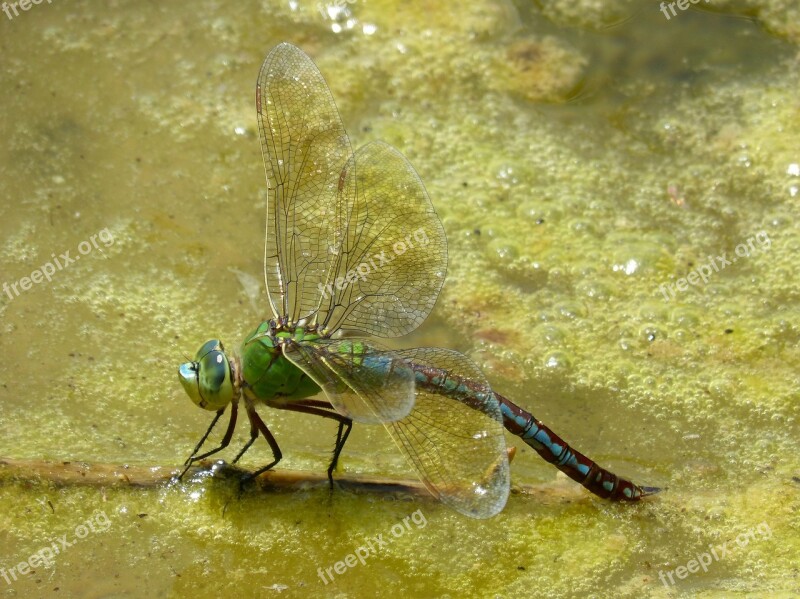 Dragonfly Dragonfly Large Anax-imperator Cane Pond River