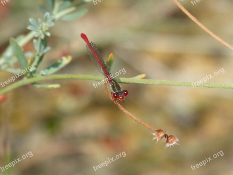 Dragonfly Damselfly Branch Pyrrhosoma Nymphula Ferrer Bed-black