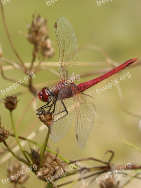 Dragonfly Red Dragonfly Erythraea Crocothemis Flower Pond