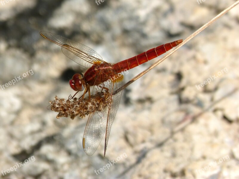 Dragonfly Red Dragonfly Erythraea Crocothemis Dry Flower Pond