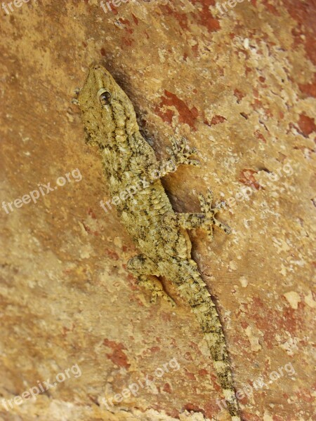 Gecko Dragon Reptile Camouflage Texture