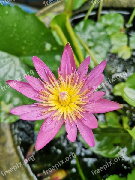 Purple Open Flowers Nature Plant