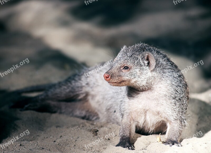 Mongoose Zoo Meerkat Mammal Young Animal