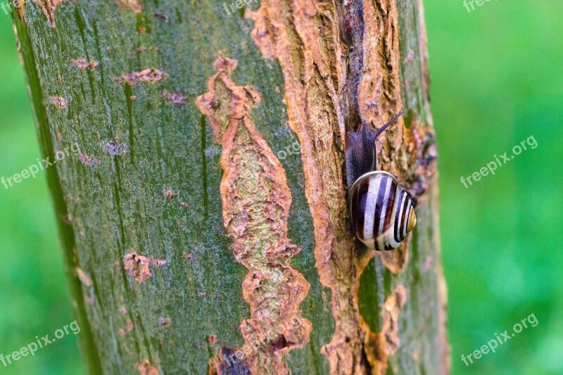 Snail Mollusc Spiral Biology Invertebrates