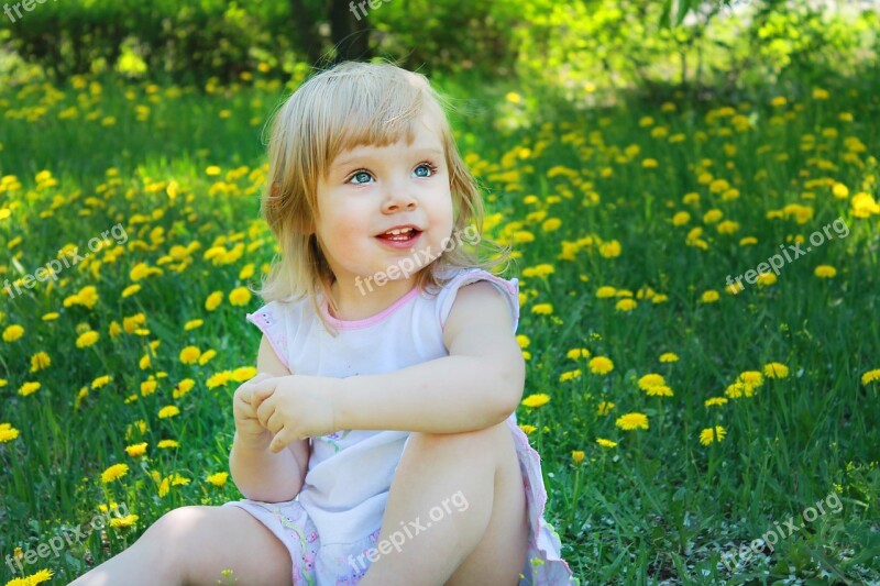 Summer Dandelion Flower Nature Green