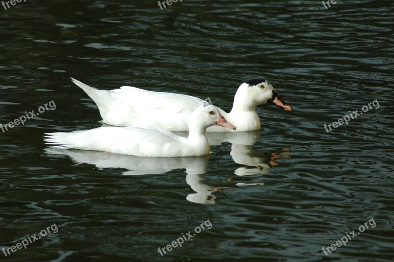 Ducks Animals Ducklings Free Photos