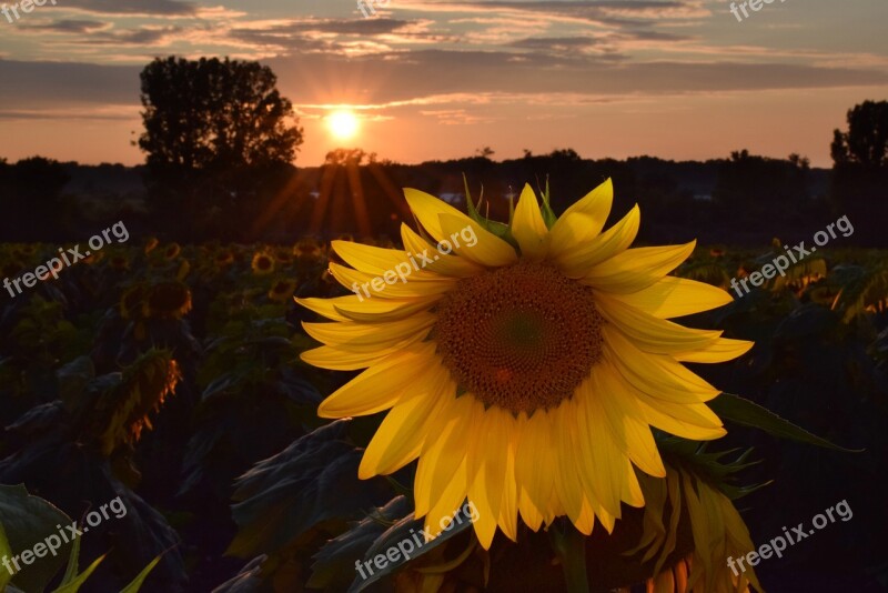 Sunflower Sunflowes Yellow Flower Nature