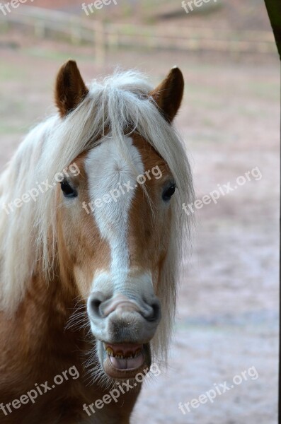 Horse Smile Tooth Humor Free Photos