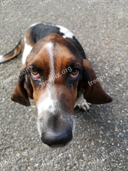 Basset Hound Hush Puppie Dog Look Asking Columbo