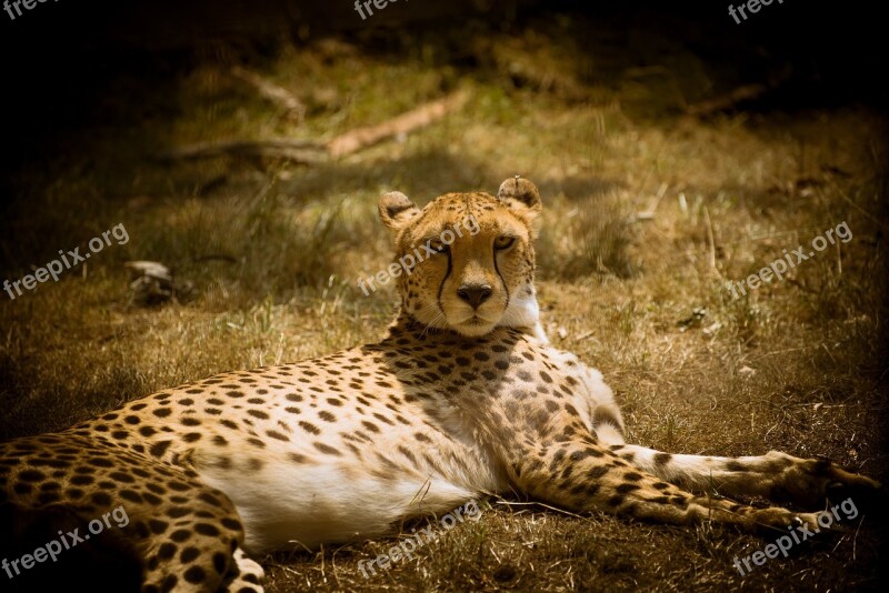 Cheetah Big Cat Predator Wild Animal Animal World