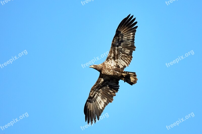 Eagle Bald Eagle Bif Bird In Flight Raptor