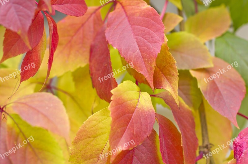 Autumn Sheet Plant Summer Tree