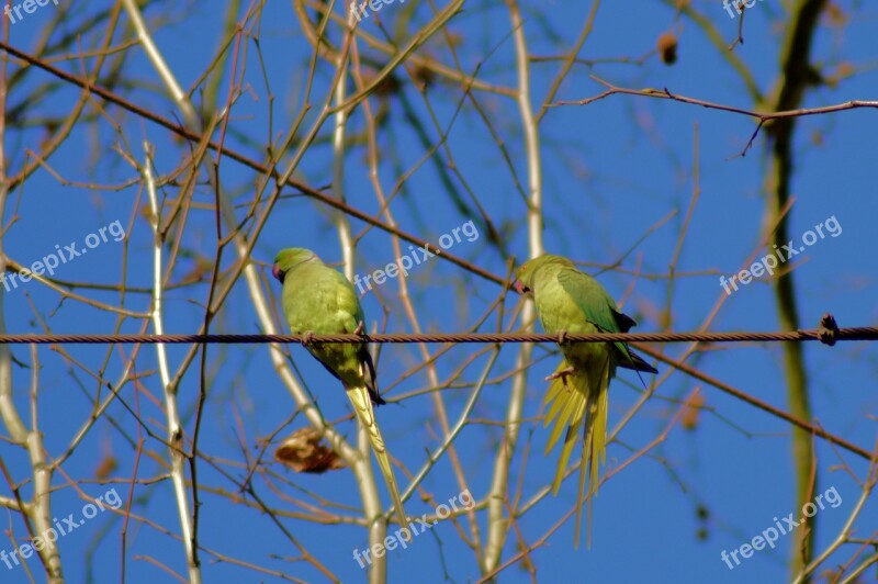 Necked Parakeet Park Düsseldorf Birds Free Photos