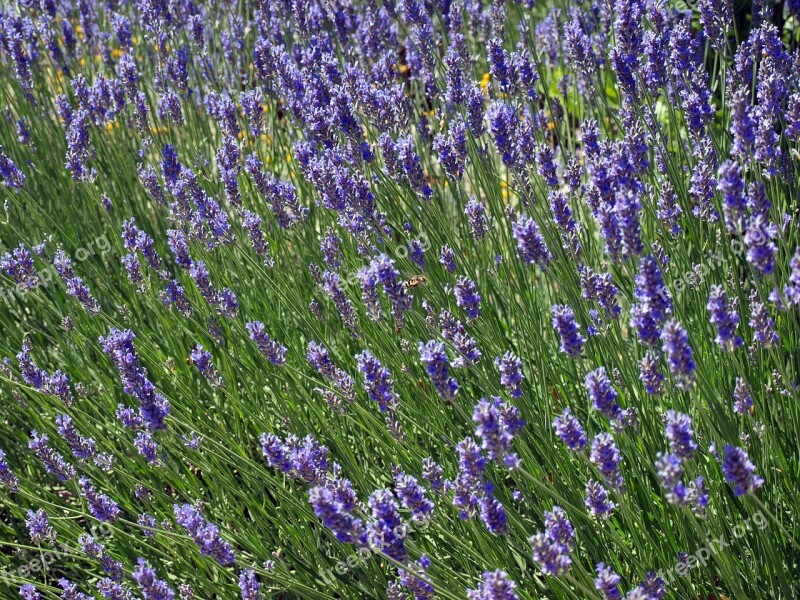 Flower Lavender Wild Flowers Wasp Field Lavender Wasp Flying