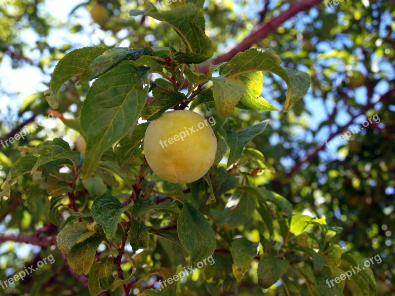 Plum Tree Plums Ripe Fruit Plums Sweet Fruit