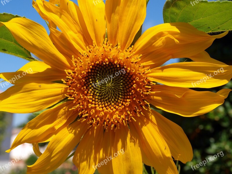 Sunflower Wild Flower Petals Yellow Yellow Flower Petals