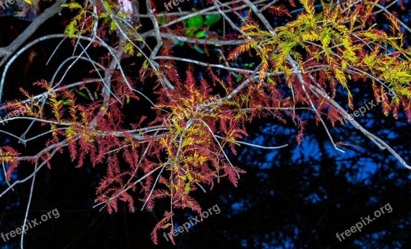 Baldcypress Mirroring Water Reflection Branch Leaves