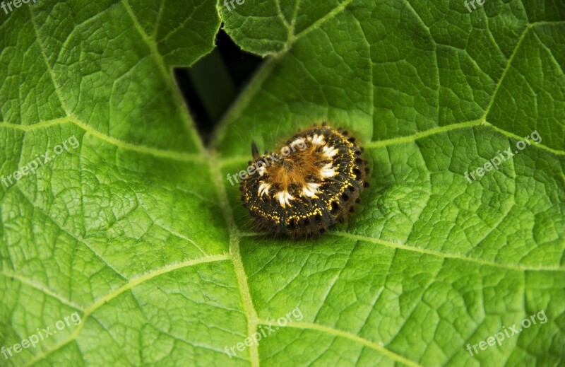 Caterpillar Sleeping On A Sheet Of Burdock Caterpillar Ring Hairy Caterpillar On The Green Leaf