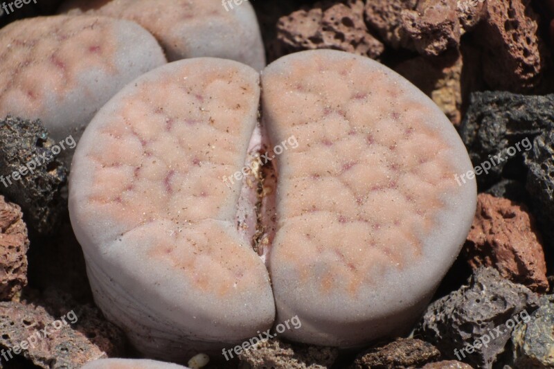 Lithops Schwantesii Lithops Stone Plants Succulent Free Photos