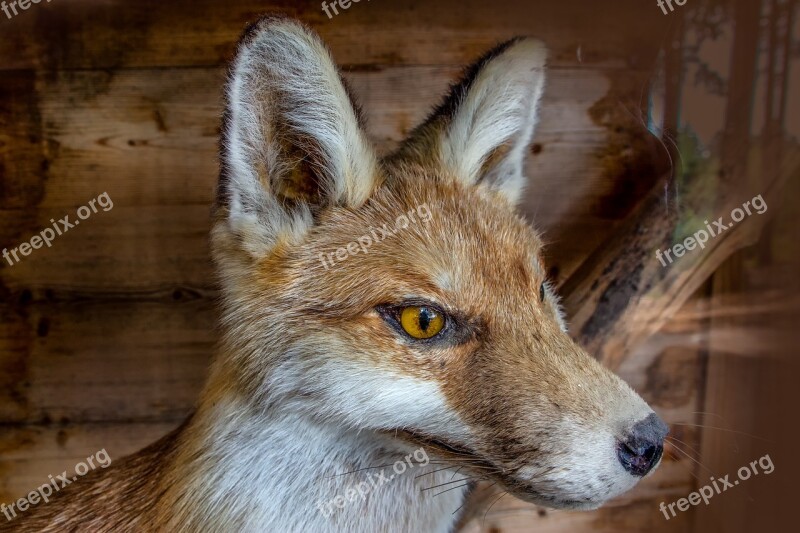 Nature Animal Stuffed Animals Fuchs Taxidermy