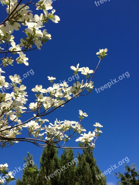 Dogwood Blue Sky Nature Summer