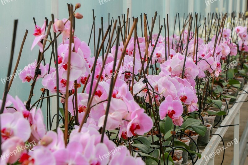 Greenhouse Flowers Plants Flower Nature