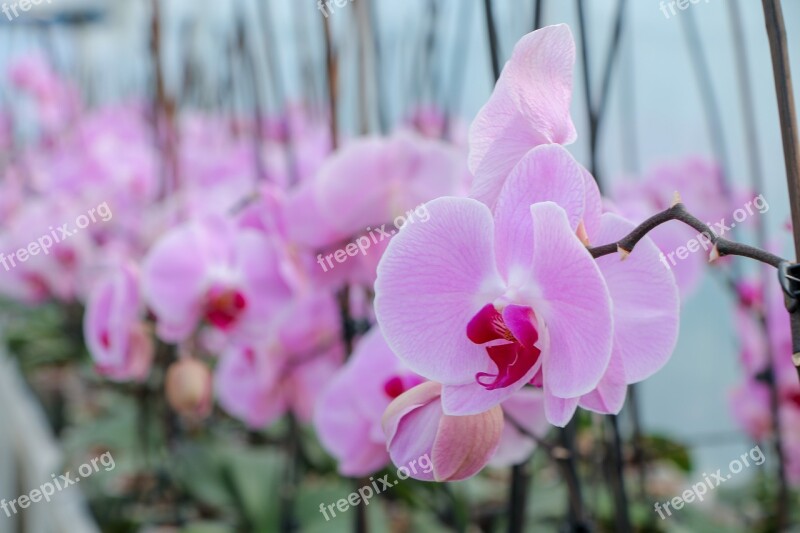 Flowers Plants Nature Bloom Garden