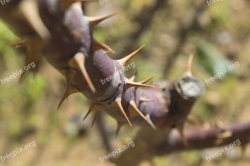 Nature Lebanon Outdoor Trees Thorns