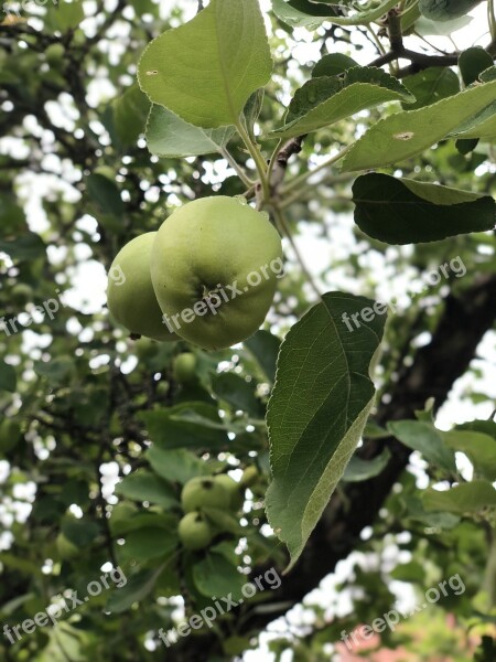 Apple Fruits Fresh Healthy A Delicious