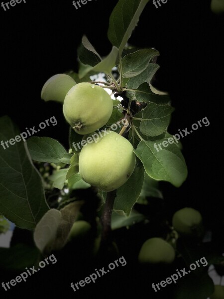 Apple Fruits Healthy A Delicious Harvest