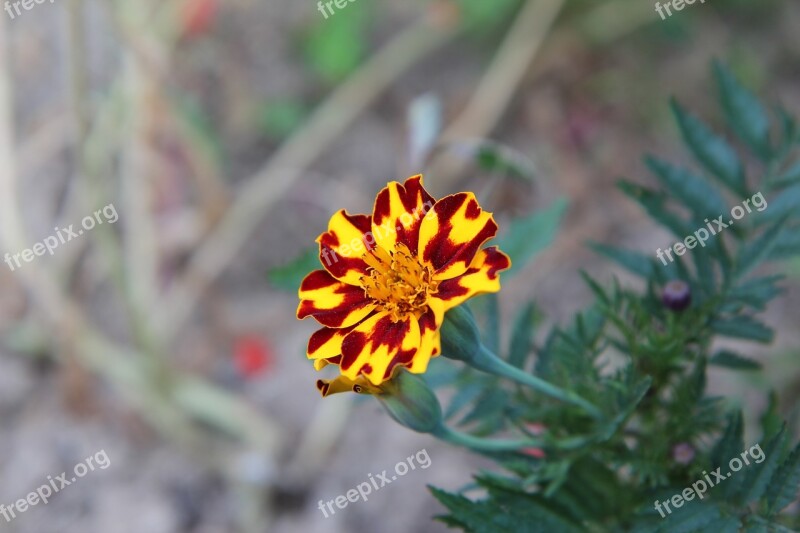 Carnation Of India Tagetes Flowering Flower Free Photos