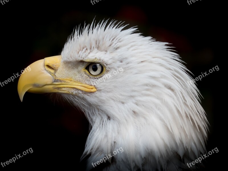 Portrait White Tailed Eagle Close Up Bald-eagle Raptor