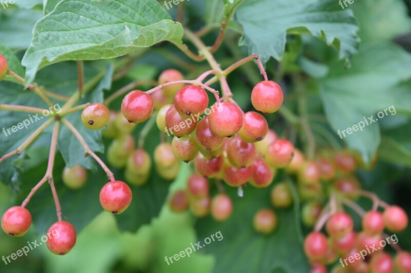 Viburnum Berry Spring Garden Nature