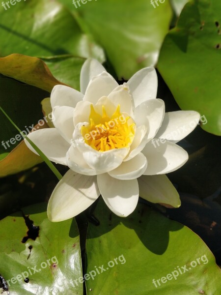 Flower Water Lily Nature Water Lily