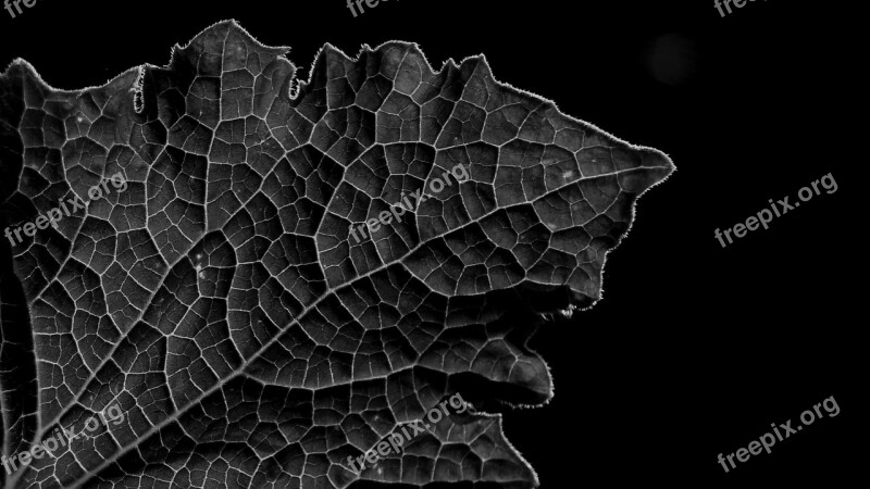 Leaf Leaf Texture Grain Sw Black White