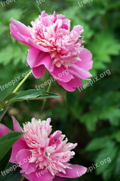 Peony Nature Flower Blossom Bloom