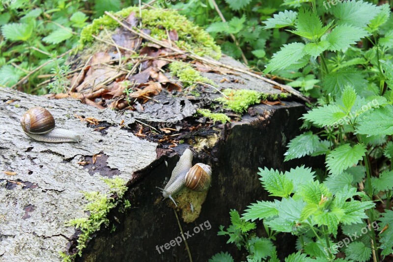 Snail Animals Forest Mollusk Wirbellos