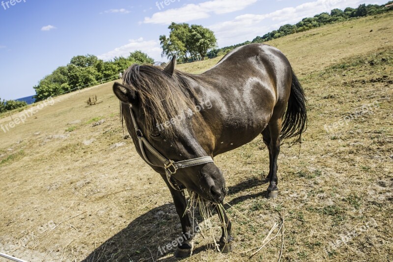 Horse Animal Coupling Nature Sky