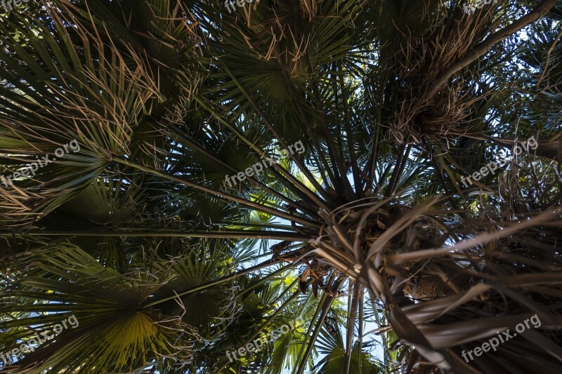 Palm Tree Tropical Leaves Crown