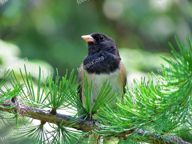 Dark-eyed Junco Junco Bird Dark-eyed Tree