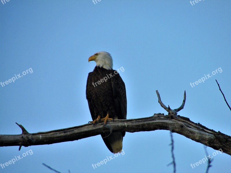 Bald Eagle Tree Branch Eagle Bald