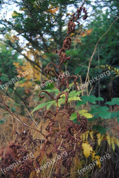 Forest Autumn Gold Foliage Forests