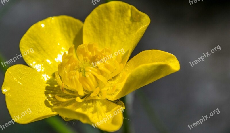 Flower Buttercup Nature Spring Plant