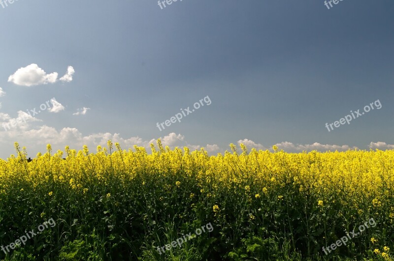 Oilseed Rape Field Spring Landscape Nature