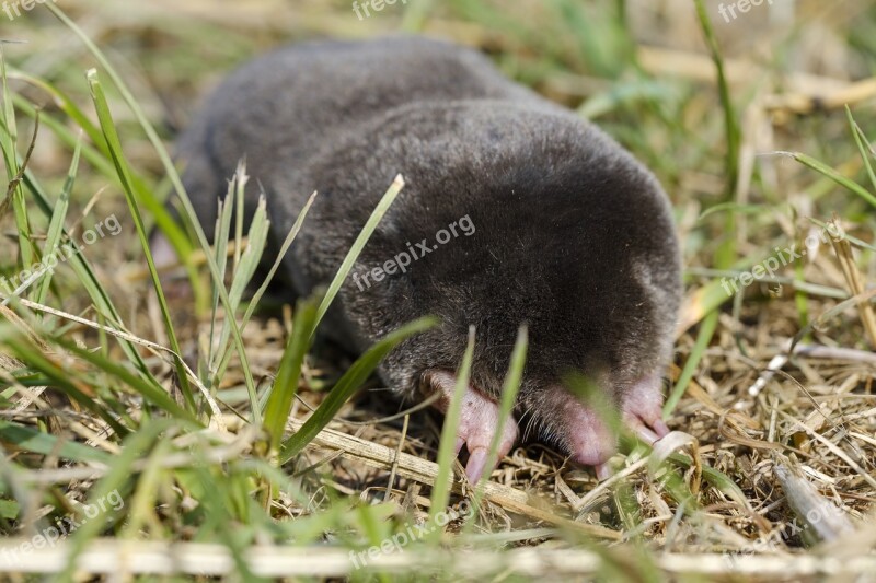 Mole Mammal Insect Eater Blind Eyes