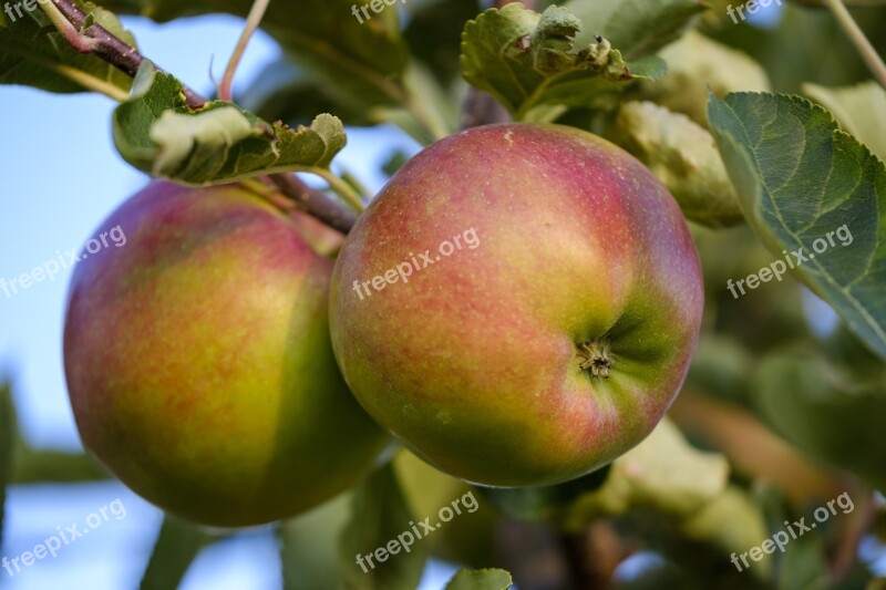 Apple Fruit Pome Fruit Ripe Healthy